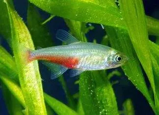 poisson Aphyocharax rathbuni