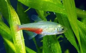 poisson Aphyocharax rathbuni