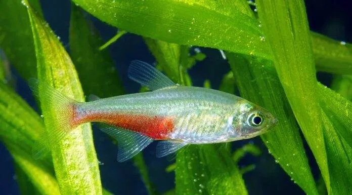 poisson Aphyocharax rathbuni