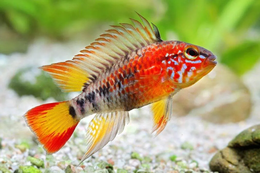 poisson Apistogramma macmasteri poisson Apistogramma macmasteri