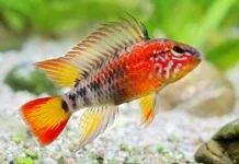Fiche du poisson Apistogramma macmasteri poisson Apistogramma macmasteri