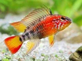 poisson Apistogramma macmasteri