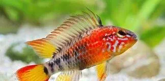 poisson Apistogramma macmasteri