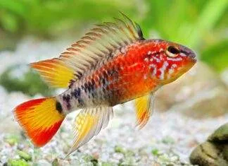 poisson Apistogramma macmasteri