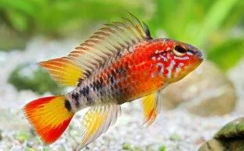 Fiche du poisson Apistogramma macmasteri poisson Apistogramma macmasteri
