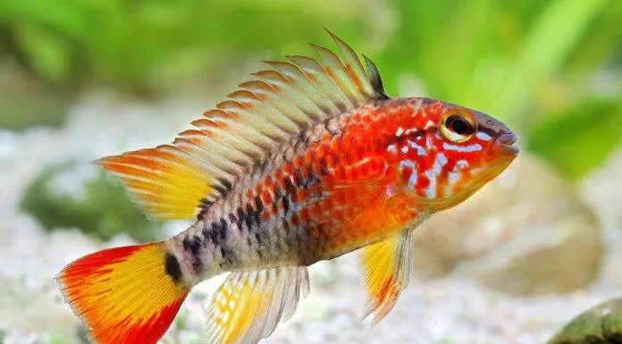 Fiche du poisson Apistogramma macmasteri poisson Apistogramma macmasteri