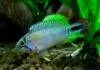 Fiche du poisson Apistogramma panduro poisson Apistogramma panduro