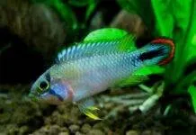 Fiche du poisson Apistogramma panduro poisson Apistogramma panduro