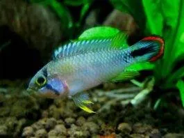 poisson Apistogramma panduro