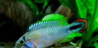 poisson Apistogramma panduro