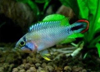 poisson Apistogramma panduro