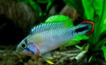 Fiche du poisson Apistogramma panduro poisson Apistogramma panduro