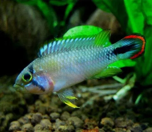 poisson Apistogramma panduro