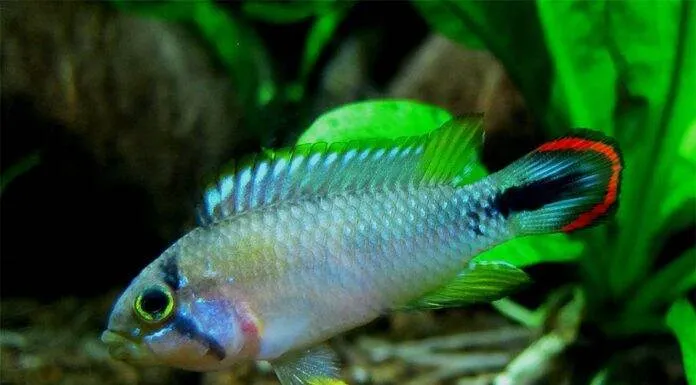 poisson Apistogramma panduro