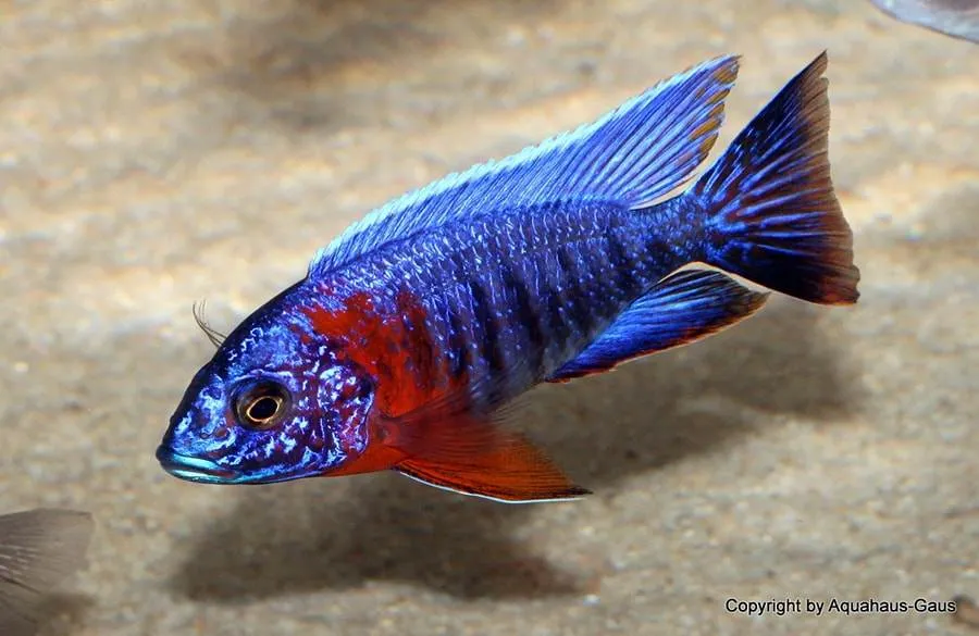 poisson Aulonocara hansbaenschi