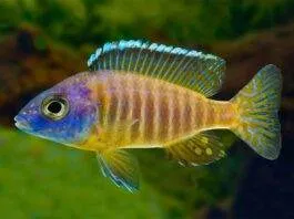 poisson Aulonocara korneliae