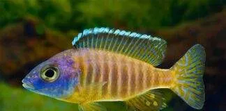 poisson Aulonocara korneliae