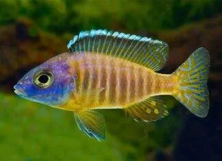 Fiche du poisson Aulonocara korneliae poisson Aulonocara korneliae