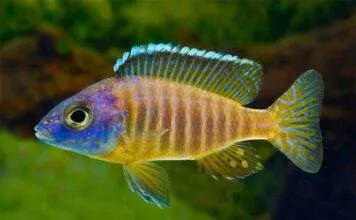 poisson Aulonocara korneliae