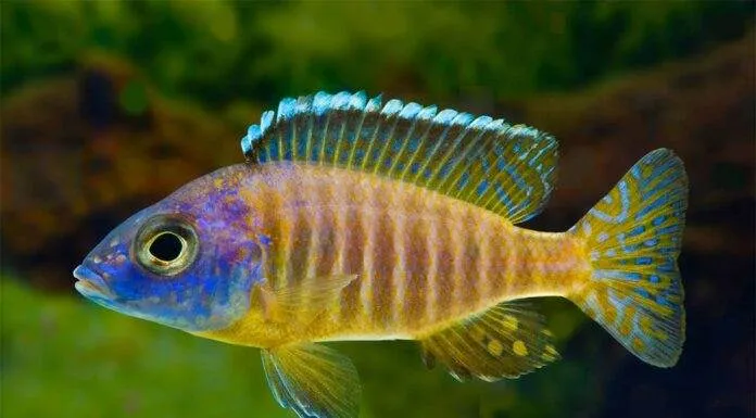 poisson Aulonocara korneliae