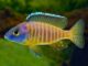 Fiche du poisson Aulonocara korneliae poisson Aulonocara korneliae