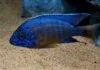 Fiche du poisson Aulonocara stuartgranti poisson Aulonocara stuartgranti