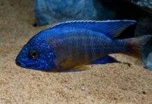 Fiche du poisson Aulonocara stuartgranti poisson Aulonocara stuartgranti