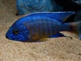 poisson Aulonocara stuartgranti