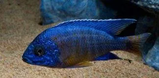 poisson Aulonocara stuartgranti