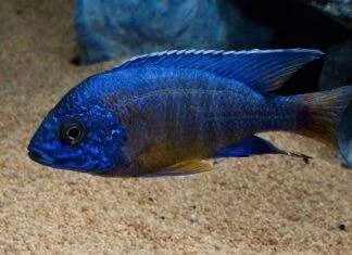 Fiche du poisson Aulonocara stuartgranti poisson Aulonocara stuartgranti