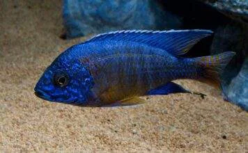 poisson Aulonocara stuartgranti