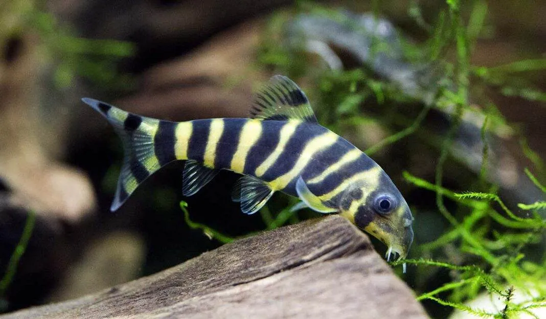 poisson Botia dario poisson Botia dario