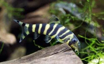 Fiche du poisson Botia dario poisson Botia dario