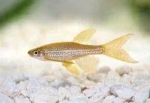 poisson Brachydanio frankei