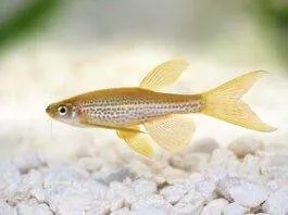 poisson Brachydanio frankei
