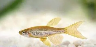 poisson Brachydanio frankei