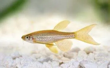 poisson Brachydanio frankei