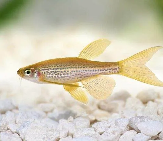 poisson Brachydanio frankei