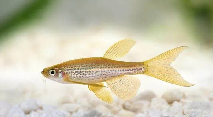 Fiche du poisson Danio frankei poisson Brachydanio frankei
