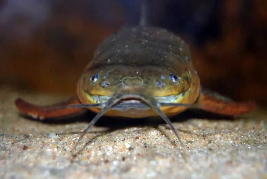 poisson Callichthys callichthys