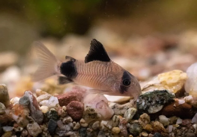poisson Corydoras panda
