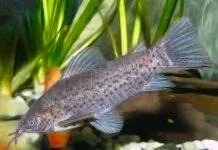 poisson Dianema longibarbis