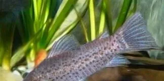 poisson Dianema longibarbis