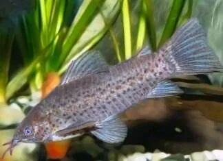 poisson Dianema longibarbis