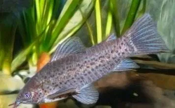 Fiche du poisson Dianema longibarbis poisson Dianema longibarbis