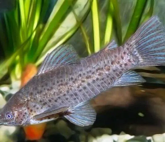 poisson Dianema longibarbis