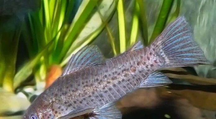 Fiche du poisson Dianema longibarbis poisson Dianema longibarbis