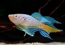 poisson Fundulopanchax sjoestedti