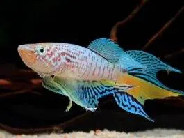 poisson Fundulopanchax sjoestedti