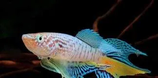 poisson Fundulopanchax sjoestedti